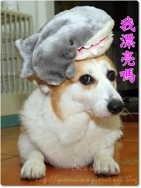 11.JPG 11.JPG