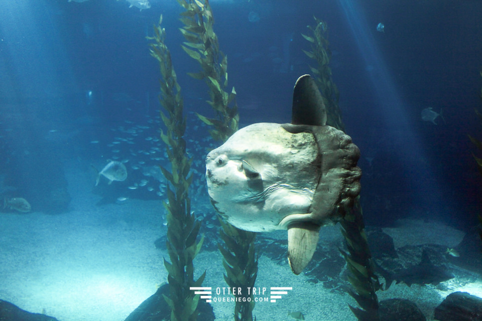 葡萄牙里斯本親子景點/歐洲最大室內海洋館-里斯本海洋水族館Oceanário de Lisboa見萌物海獺