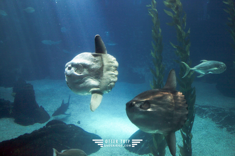 葡萄牙里斯本親子景點/歐洲最大室內海洋館-里斯本海洋水族館Oceanário de Lisboa見萌物海獺