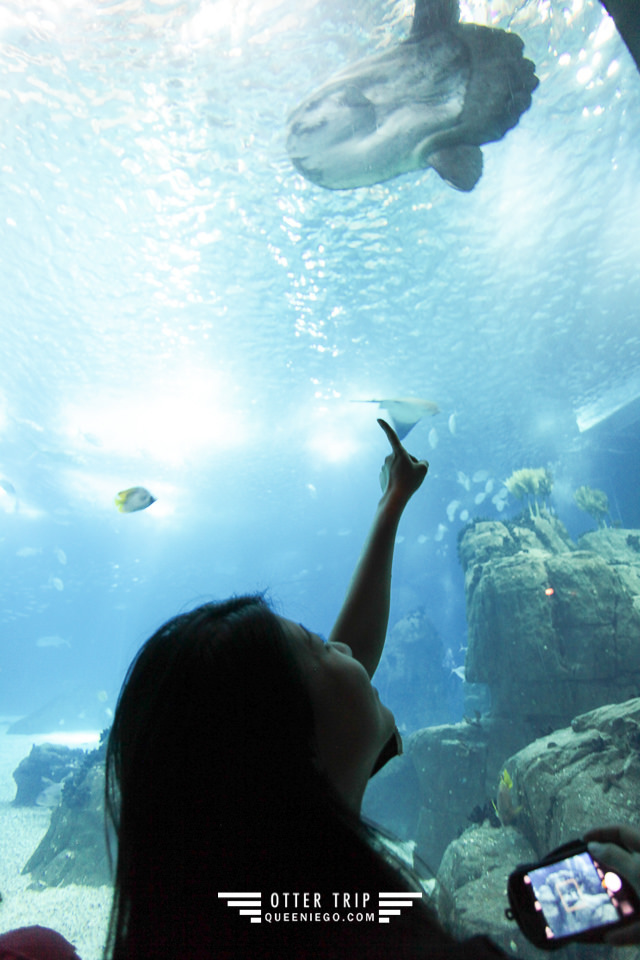 葡萄牙里斯本親子景點/歐洲最大室內海洋館-里斯本海洋水族館Oceanário de Lisboa見萌物海獺