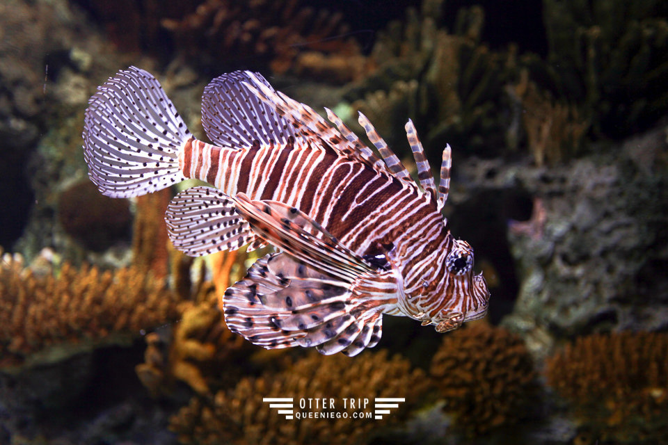 葡萄牙里斯本親子景點/歐洲最大室內海洋館-里斯本海洋水族館Oceanário de Lisboa見萌物海獺