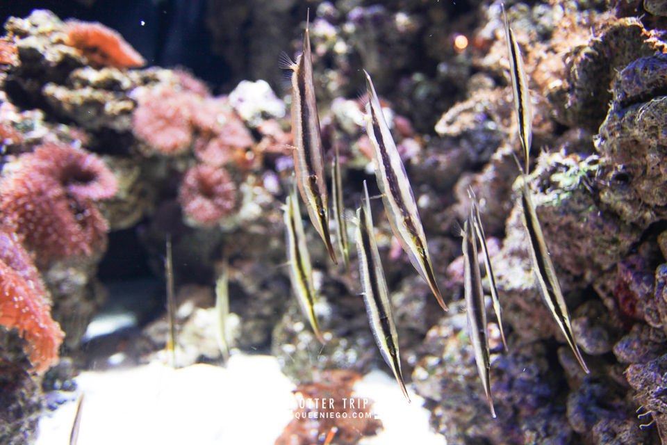 葡萄牙里斯本親子景點/歐洲最大室內海洋館-里斯本海洋水族館Oceanário de Lisboa見萌物海獺