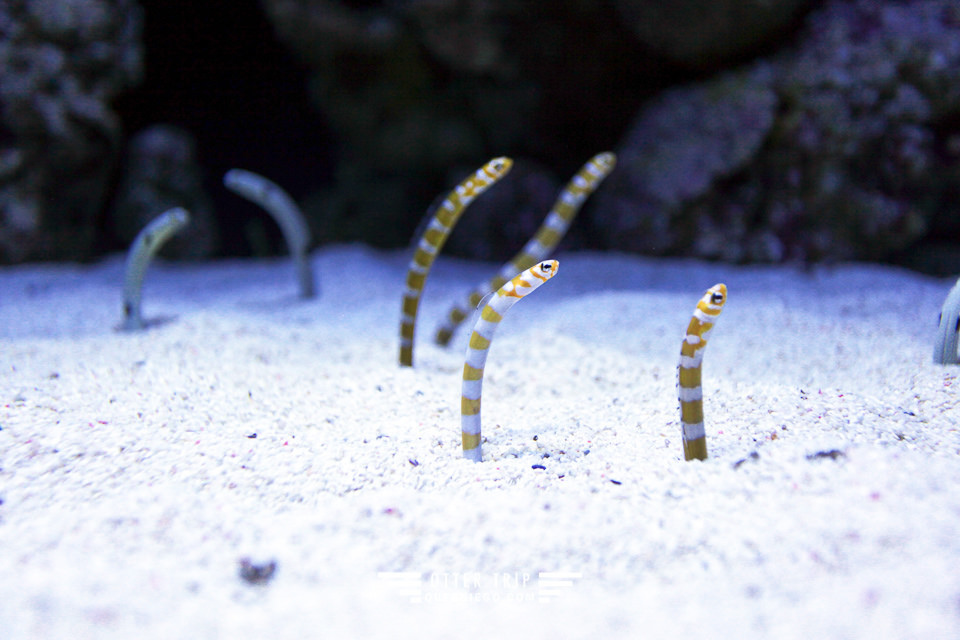 葡萄牙里斯本親子景點/歐洲最大室內海洋館-里斯本海洋水族館Oceanário de Lisboa見萌物海獺