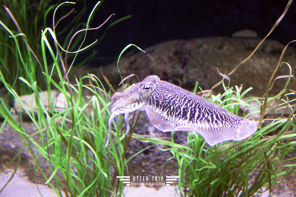 葡萄牙里斯本親子景點/歐洲最大室內海洋館-里斯本海洋水族館Oceanário de Lisboa見萌物海獺