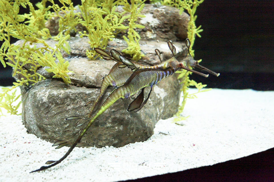 葡萄牙里斯本親子景點/歐洲最大室內海洋館-里斯本海洋水族館Oceanário de Lisboa見萌物海獺