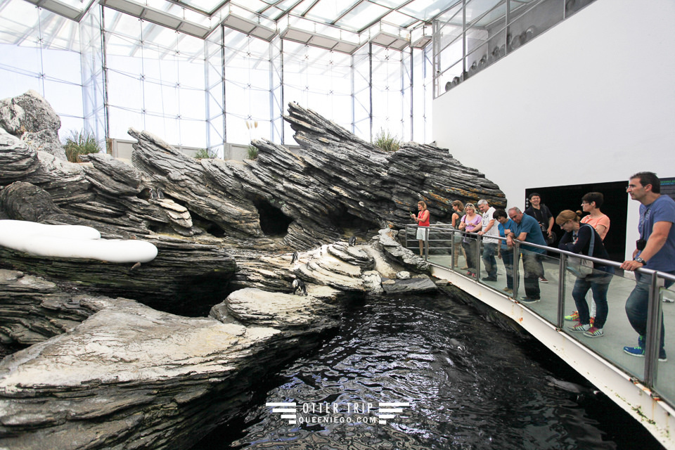 葡萄牙里斯本親子景點/歐洲最大室內海洋館-里斯本海洋水族館Oceanário de Lisboa見萌物海獺