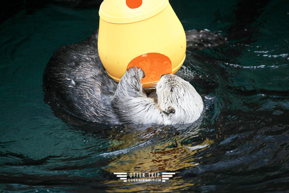 葡萄牙里斯本親子景點/歐洲最大室內海洋館-里斯本海洋水族館Oceanário de Lisboa見萌物海獺