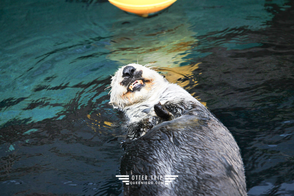 葡萄牙里斯本親子景點/歐洲最大室內海洋館-里斯本海洋水族館Oceanário de Lisboa見萌物海獺