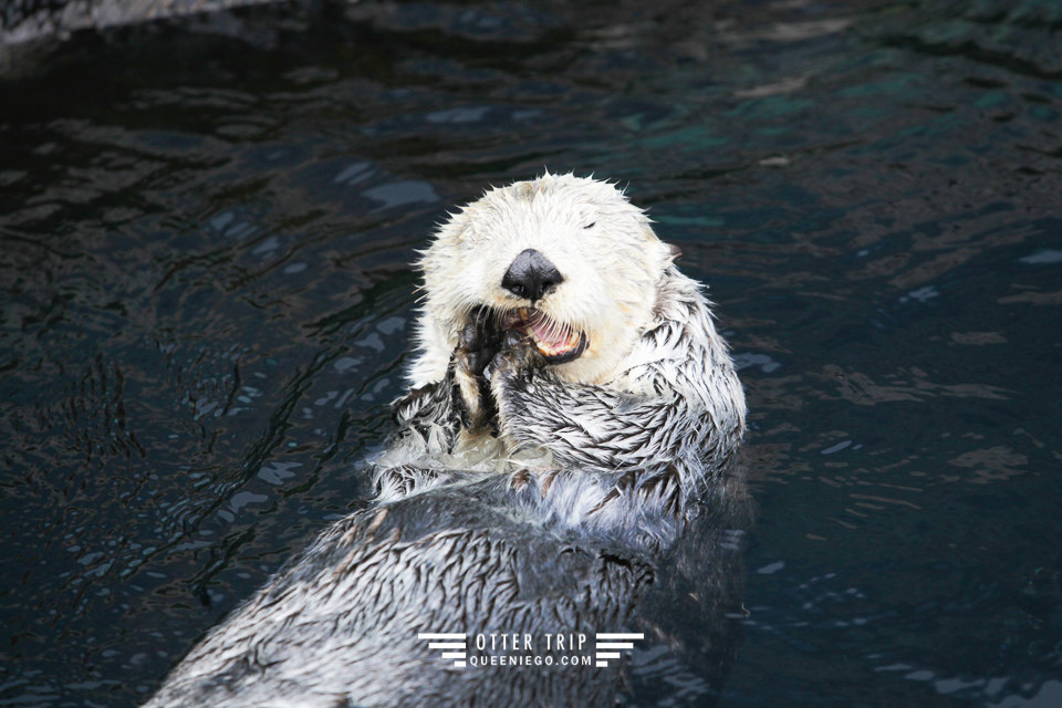 葡萄牙里斯本親子景點/歐洲最大室內海洋館-里斯本海洋水族館Oceanário de Lisboa見萌物海獺