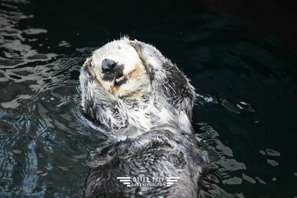 葡萄牙里斯本親子景點/歐洲最大室內海洋館-里斯本海洋水族館Oceanário de Lisboa見萌物海獺