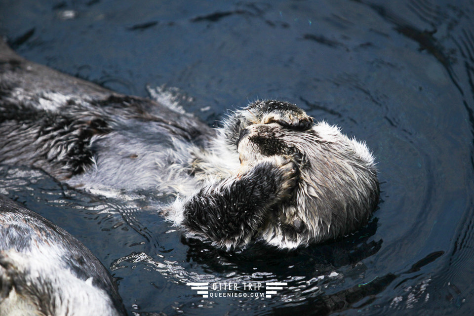 葡萄牙里斯本親子景點/歐洲最大室內海洋館-里斯本海洋水族館Oceanário de Lisboa見萌物海獺