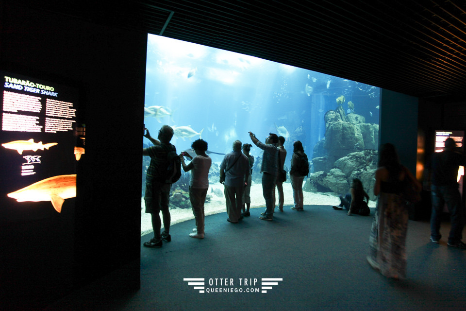 葡萄牙里斯本親子景點/歐洲最大室內海洋館-里斯本海洋水族館Oceanário de Lisboa見萌物海獺