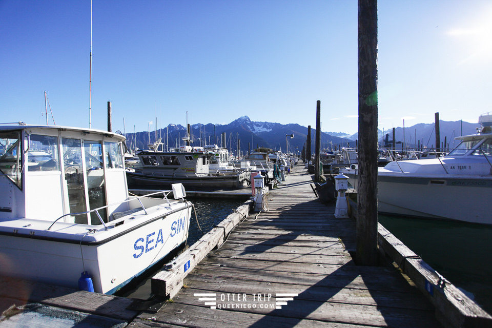 美國阿拉斯加Seward景點 Major Marine Tours出海觀鯨看冰川