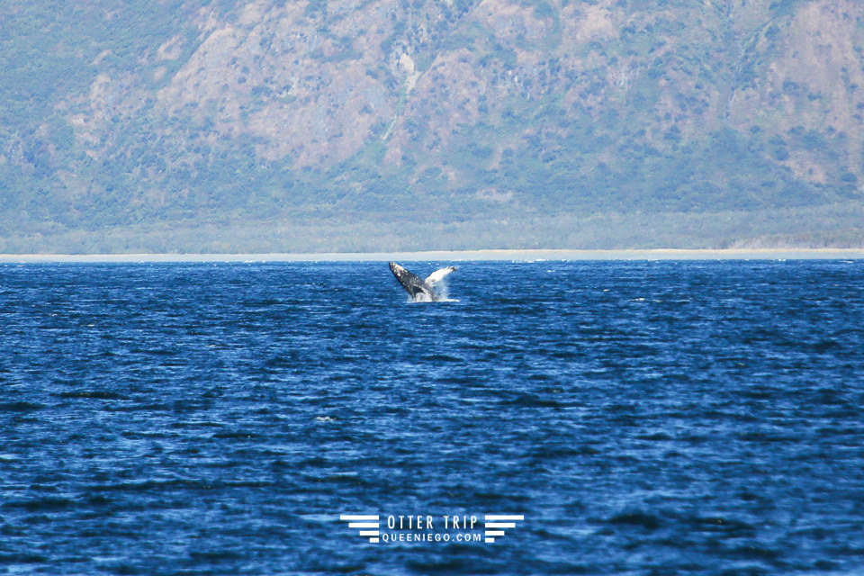 美國阿拉斯加Seward景點 Major Marine Tours出海觀鯨看冰川