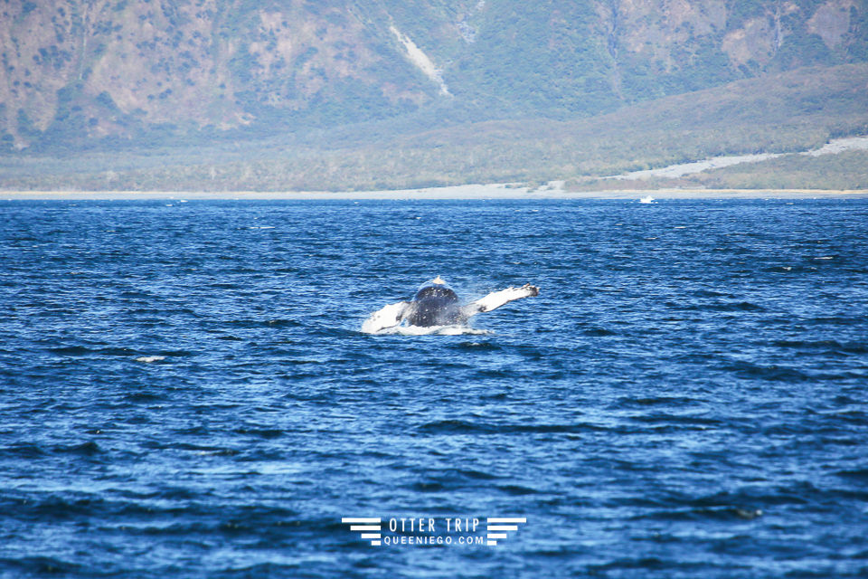 美國阿拉斯加Seward景點 Major Marine Tours出海觀鯨看冰川