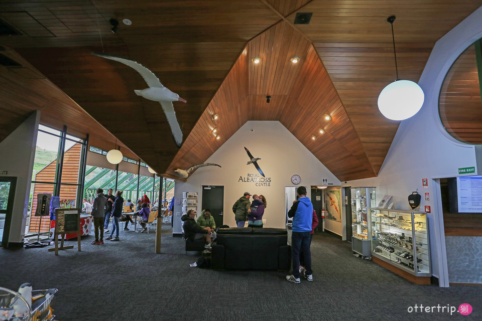 紐西蘭奧塔哥半島  皇家信天翁中心（Royal Albatross Centre）看皇家信天翁跟藍企鵝