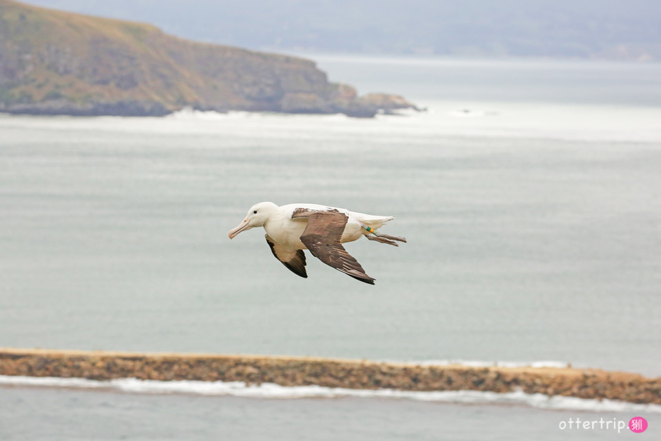 紐西蘭奧塔哥半島  皇家信天翁中心（Royal Albatross Centre）看皇家信天翁跟藍企鵝