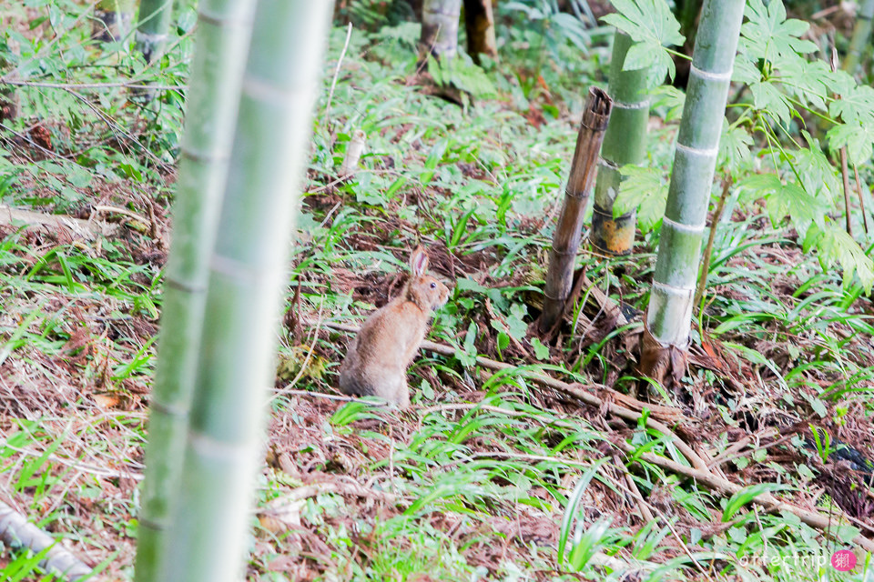 日本能登半島 加賀屋的和倉溫泉鎮散策 找找七福神拓印吧