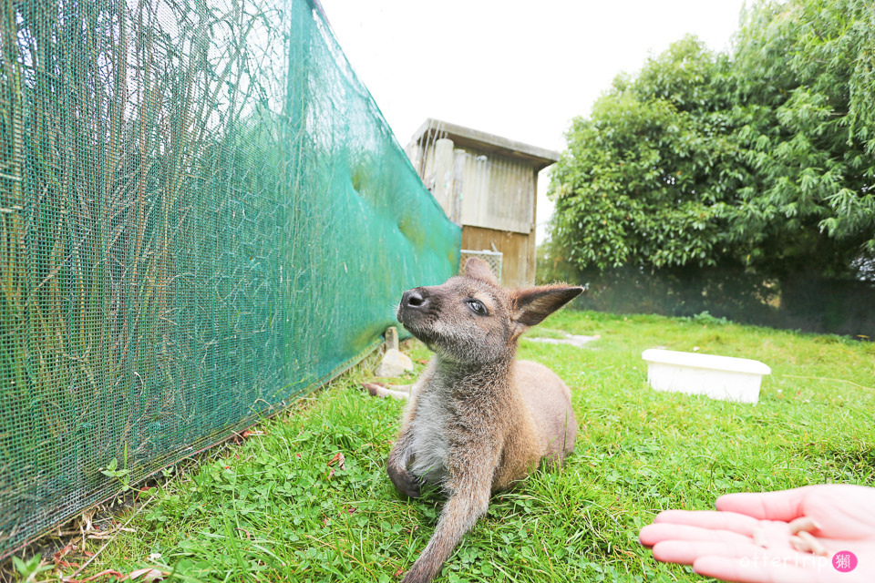 紐西蘭南島親子景點 Tame Wallabies EnkleDooVery Korna 被小袋鼠萌化吧