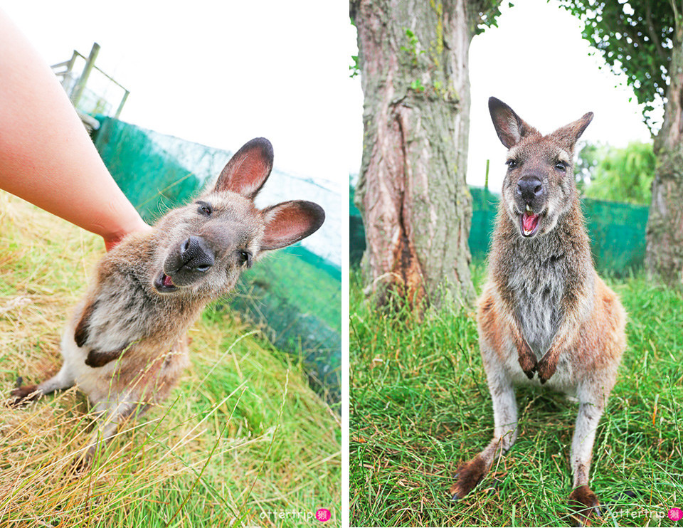 紐西蘭南島親子景點 Tame Wallabies EnkleDooVery Korna 被小袋鼠萌化吧