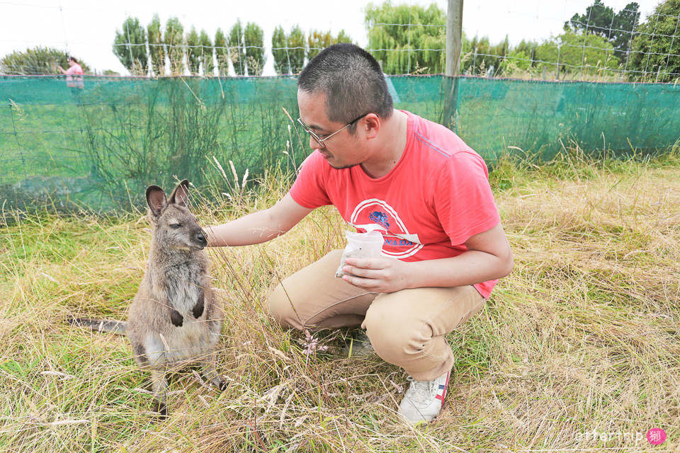 紐西蘭南島親子景點 Tame Wallabies EnkleDooVery Korna 被小袋鼠萌化吧