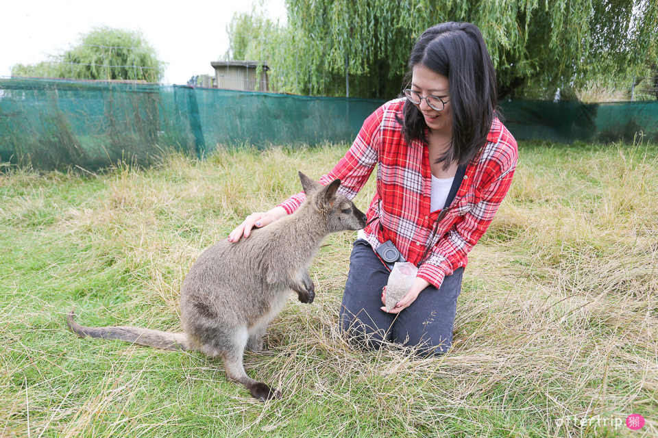 紐西蘭南島親子景點 Tame Wallabies EnkleDooVery Korna 被小袋鼠萌化吧