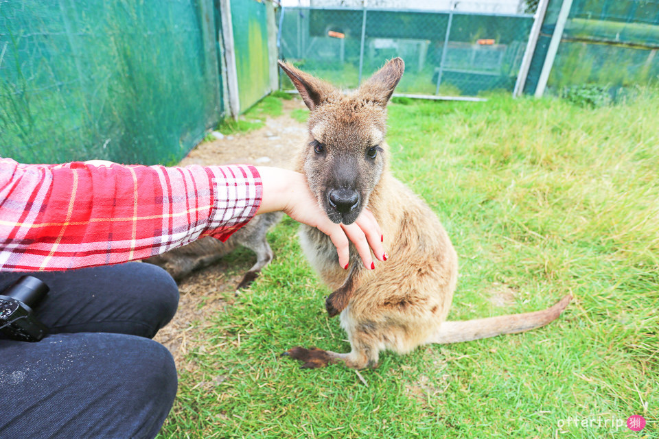 紐西蘭南島親子景點 Tame Wallabies EnkleDooVery Korna 被小袋鼠萌化吧