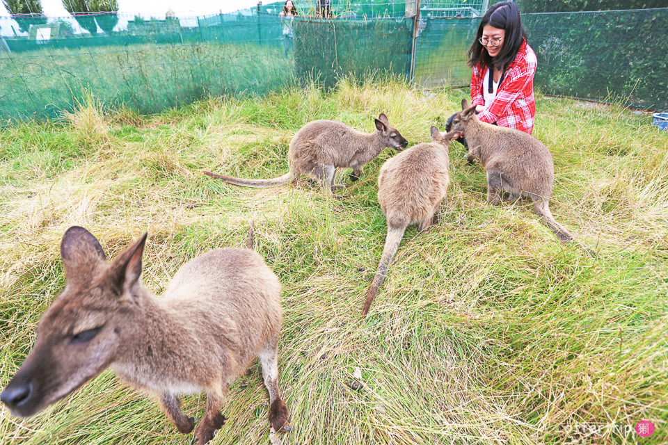 紐西蘭南島親子景點 Tame Wallabies EnkleDooVery Korna 被小袋鼠萌化吧