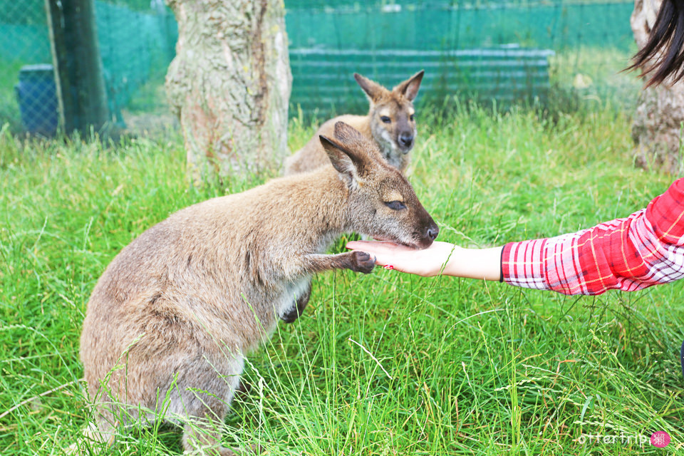 紐西蘭南島親子景點 Tame Wallabies EnkleDooVery Korna 被小袋鼠萌化吧