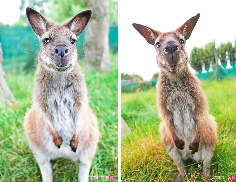 紐西蘭南島親子景點 Tame Wallabies EnkleDooVery Korna 被小袋鼠萌化吧