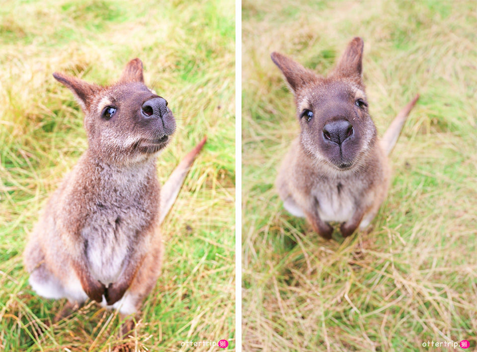 紐西蘭南島親子景點 Tame Wallabies EnkleDooVery Korna 被小袋鼠萌化吧