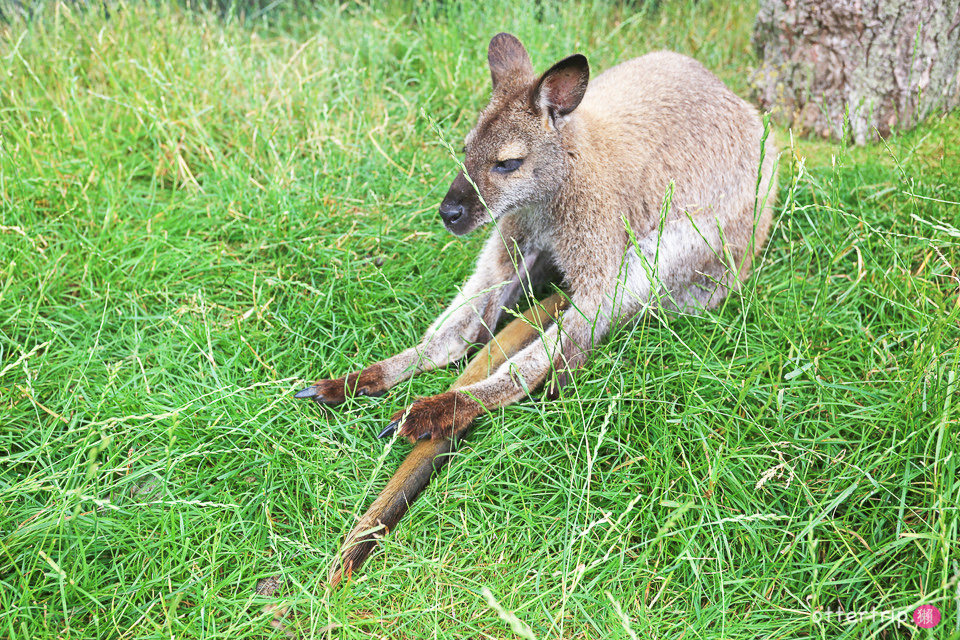 紐西蘭南島親子景點 Tame Wallabies EnkleDooVery Korna 被小袋鼠萌化吧