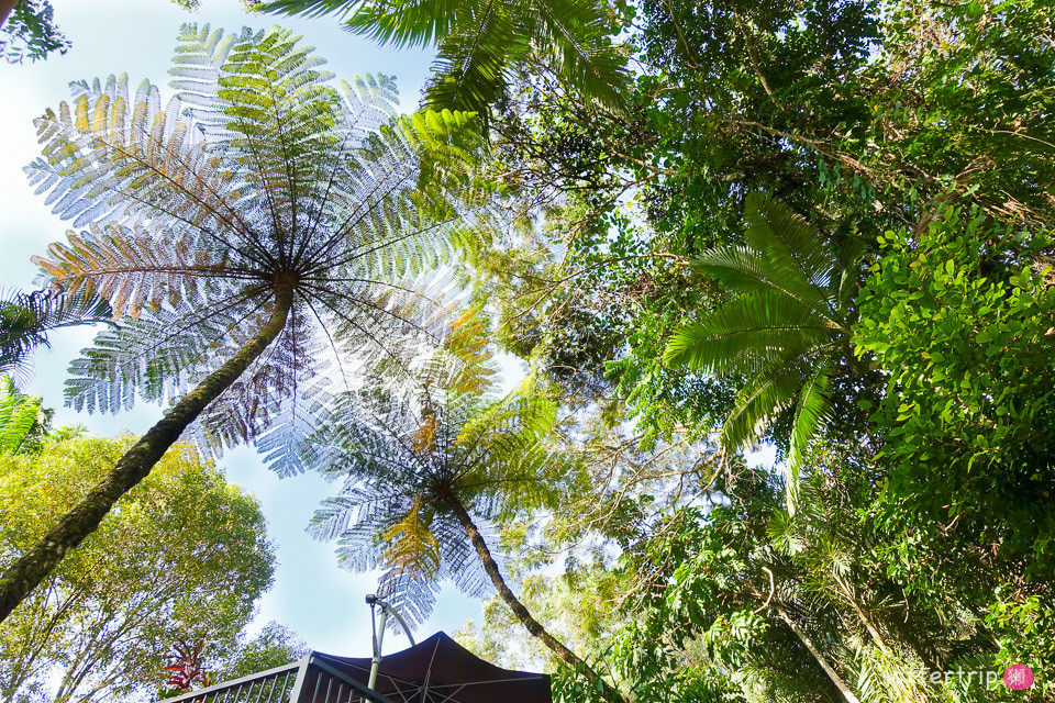 澳洲Daintree住宿推薦 Daintree Eco Lodge 擁有熱帶雨林和潟湖的生態旅館