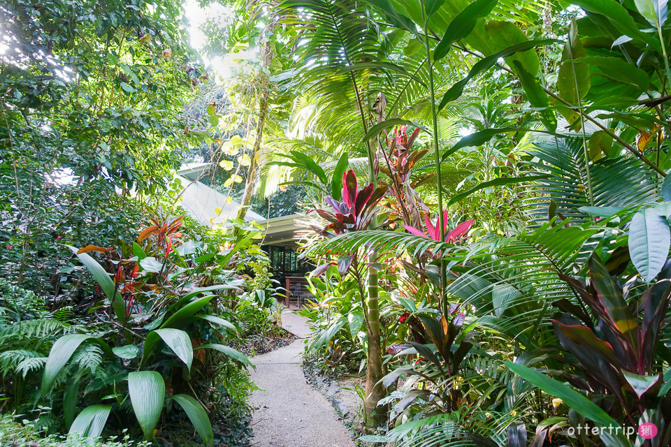 澳洲Daintree住宿推薦 Daintree Eco Lodge 擁有熱帶雨林和潟湖的生態旅館