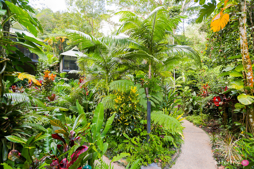 澳洲Daintree住宿推薦 Daintree Eco Lodge 擁有熱帶雨林和潟湖的生態旅館