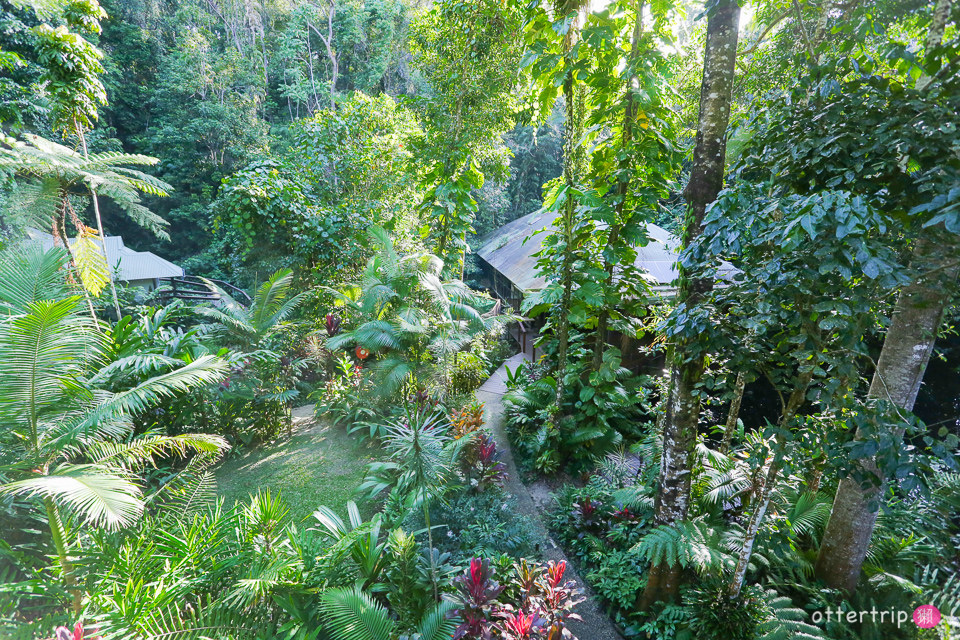 澳洲Daintree住宿推薦 Daintree Eco Lodge 擁有熱帶雨林和潟湖的生態旅館