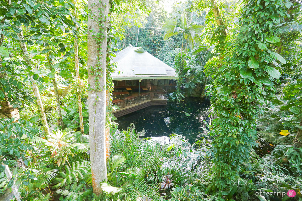 澳洲Daintree住宿推薦 Daintree Eco Lodge 擁有熱帶雨林和潟湖的生態旅館