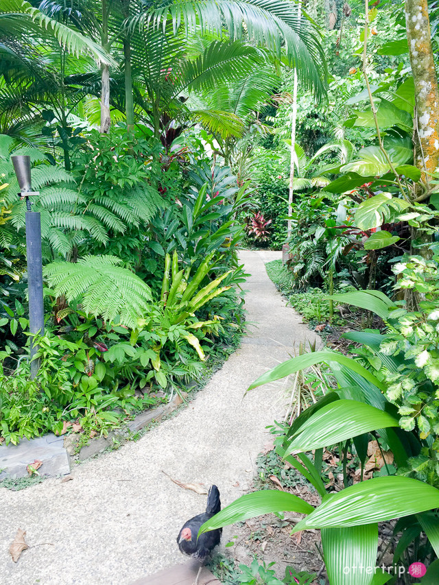 澳洲Daintree住宿推薦 Daintree Eco Lodge 擁有熱帶雨林和潟湖的生態旅館