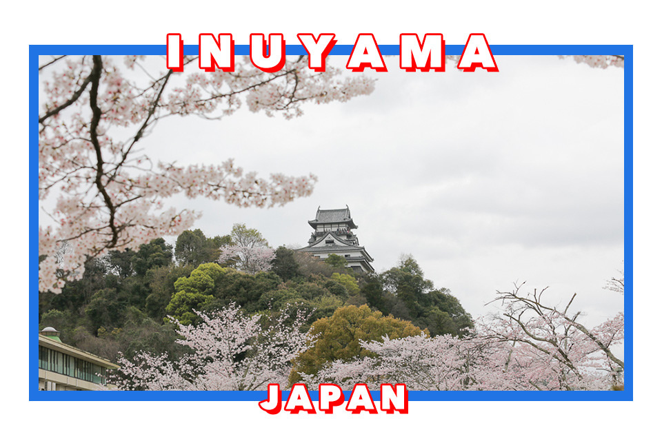 日本犬山賞櫻名所 犬山城,有樂苑裡的國寶茶室-如庵