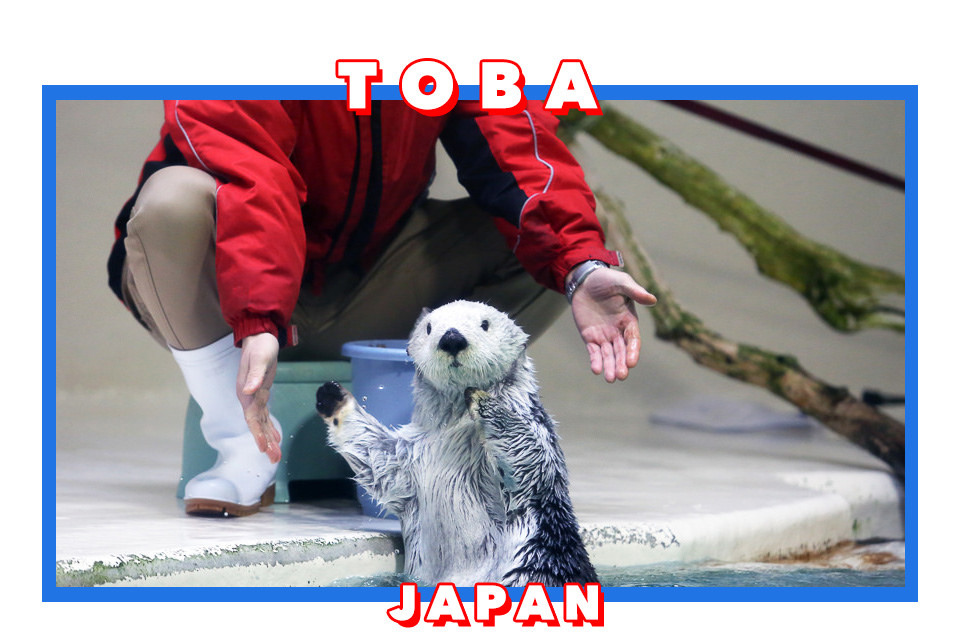 【日本三重】鳥羽水族館Toba Aquarium的可愛海洋居民