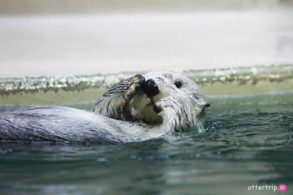 【日本三重】鳥羽水族館Toba Aquarium的可愛海洋居民