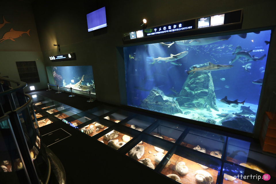 【日本三重】鳥羽水族館Toba Aquarium的可愛海洋居民