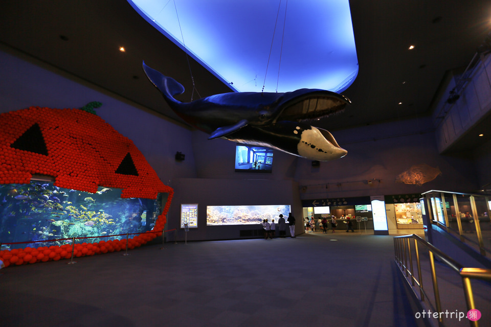 【日本三重】鳥羽水族館Toba Aquarium的可愛海洋居民