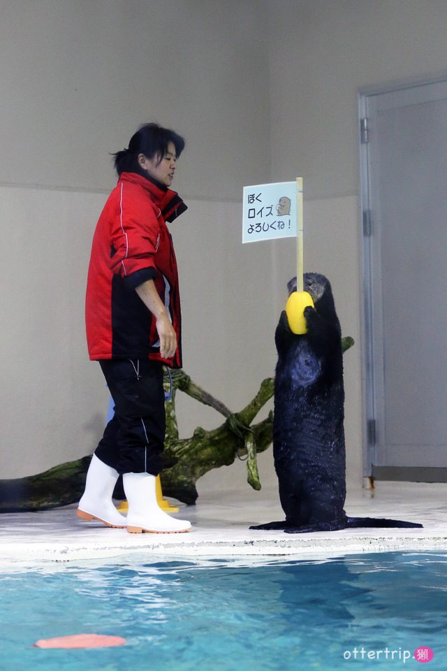 【日本三重】鳥羽水族館Toba Aquarium的可愛海洋居民