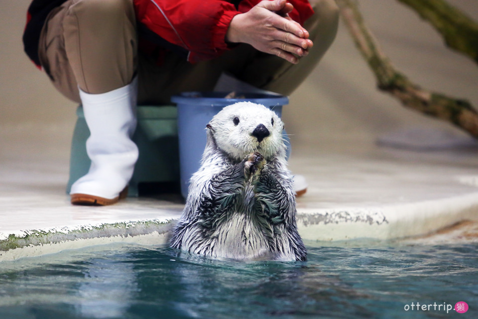 【日本三重】鳥羽水族館Toba Aquarium的可愛海洋居民