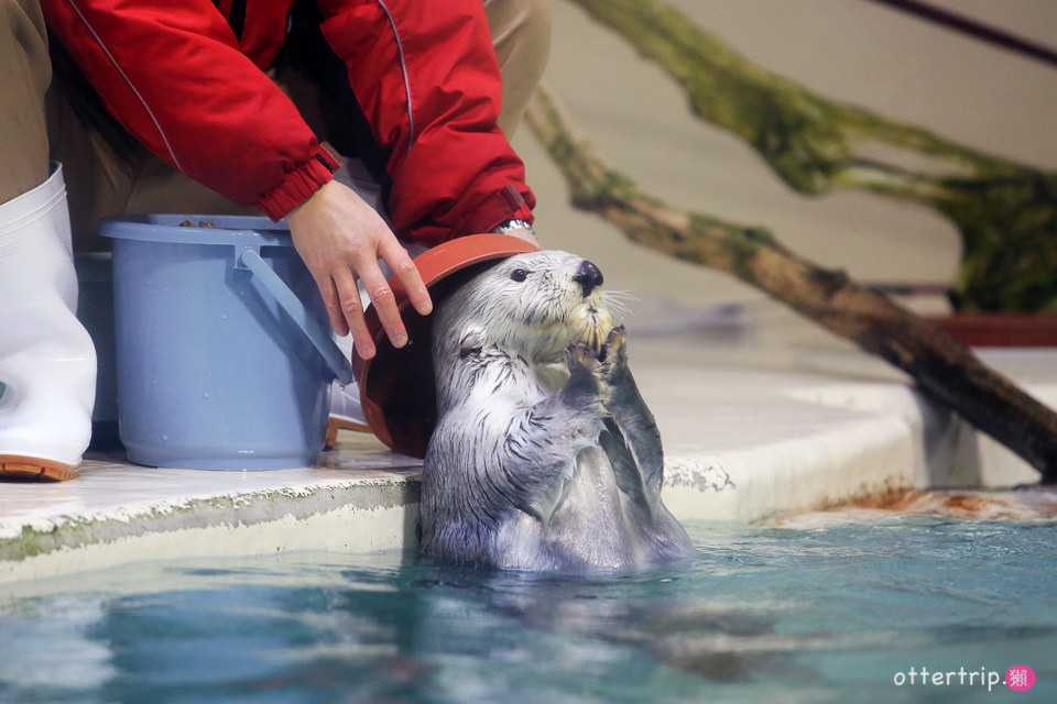 【日本三重】鳥羽水族館Toba Aquarium的可愛海洋居民