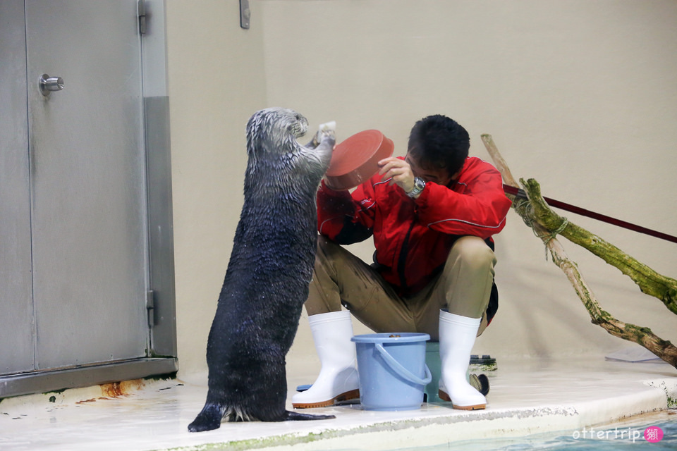 【日本三重】鳥羽水族館Toba Aquarium的可愛海洋居民