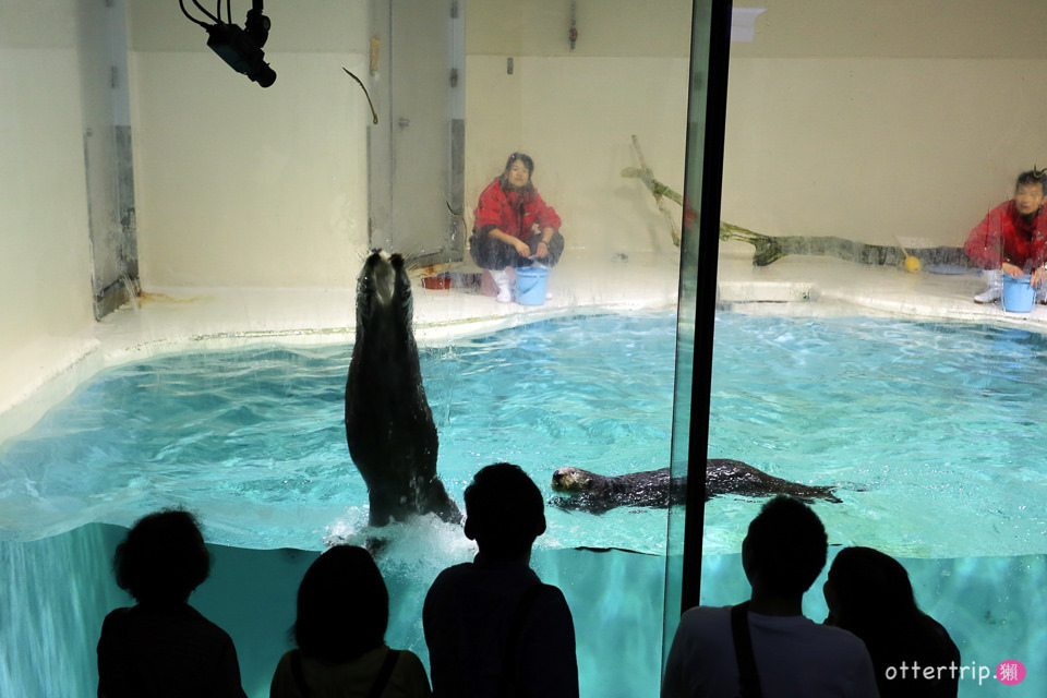 【日本三重】鳥羽水族館Toba Aquarium的可愛海洋居民