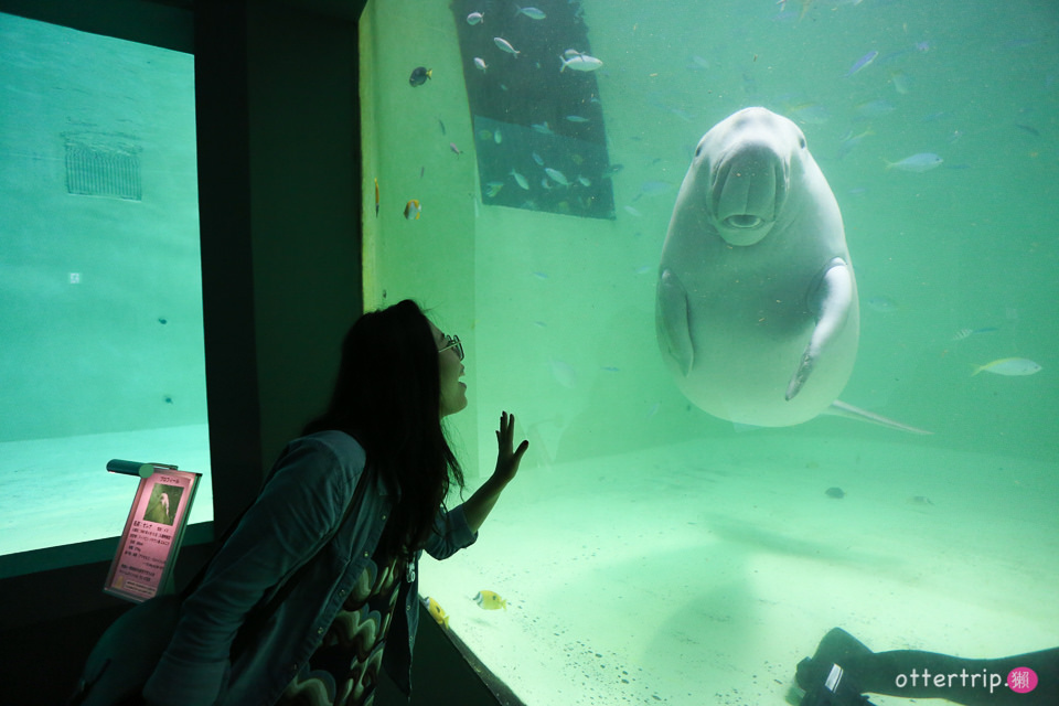 【日本三重】鳥羽水族館Toba Aquarium的可愛海洋居民