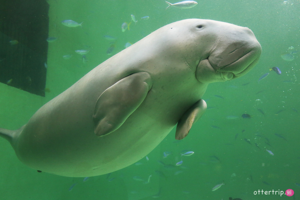 【日本三重】鳥羽水族館Toba Aquarium的可愛海洋居民